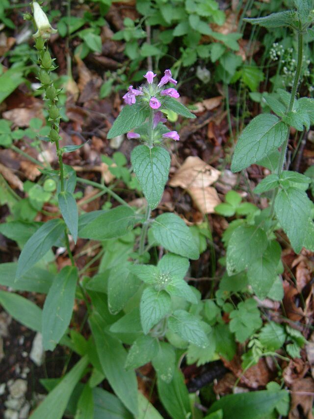 Clinopodium vulgare & Digitalis lutea